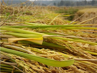 湖南省農業廳辦公室關於(yú)啟用種子生產經營許(xǔ)可信息管理係統的通知 湖南省農業廳辦公室關(guān)於啟用種子生產經營許可信(xìn)息管理係統的通知