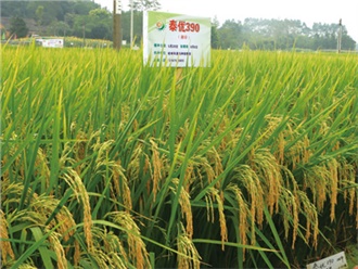 泰優390再生稻栽培技術明白紙(zhǐ) 泰優390再生稻栽培技術明(míng)白紙