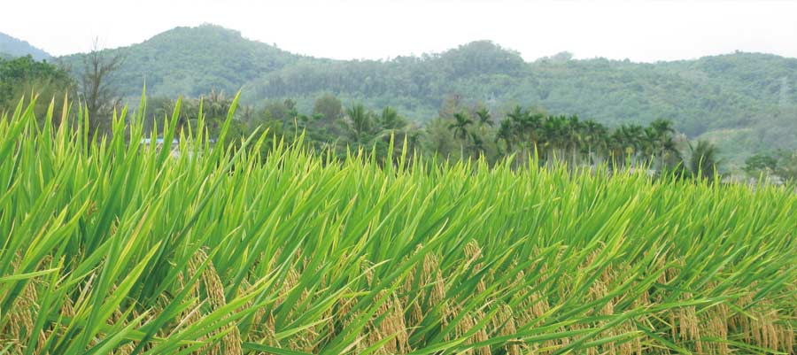 粵王絲（sī）苗