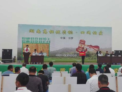 全國稻穀田間拍賣第一槌在湖南汨羅成交 全國稻穀田間拍賣第一槌在(zài)湖南汨羅成交