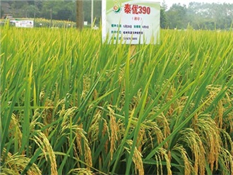 全(quán)國首次稻穀田間競拍汨羅落槌 每50公斤“泰優390”稻穀以(yǐ)135元起拍 全國首次稻穀田間(jiān)競拍汨羅落槌 每50公斤“泰優390”稻(dào)穀以135元起拍(pāi)