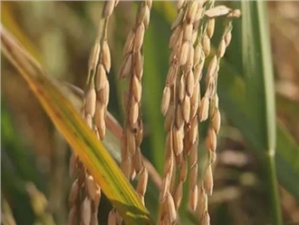 湖南汨羅舉行稻(dào)穀田間拍賣活動 湖(hú)南汨羅舉行稻穀田間拍賣活動(dòng)