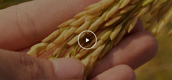 草莓免费视频種業視頻